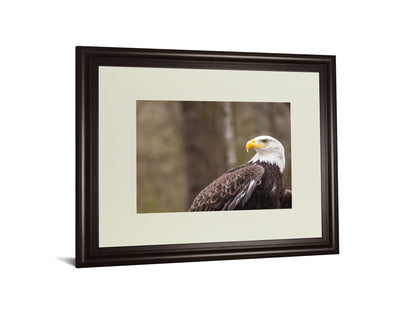 Majestic Eagle By Garytog Double Matted - Framed Print Wall Art - Light Brown