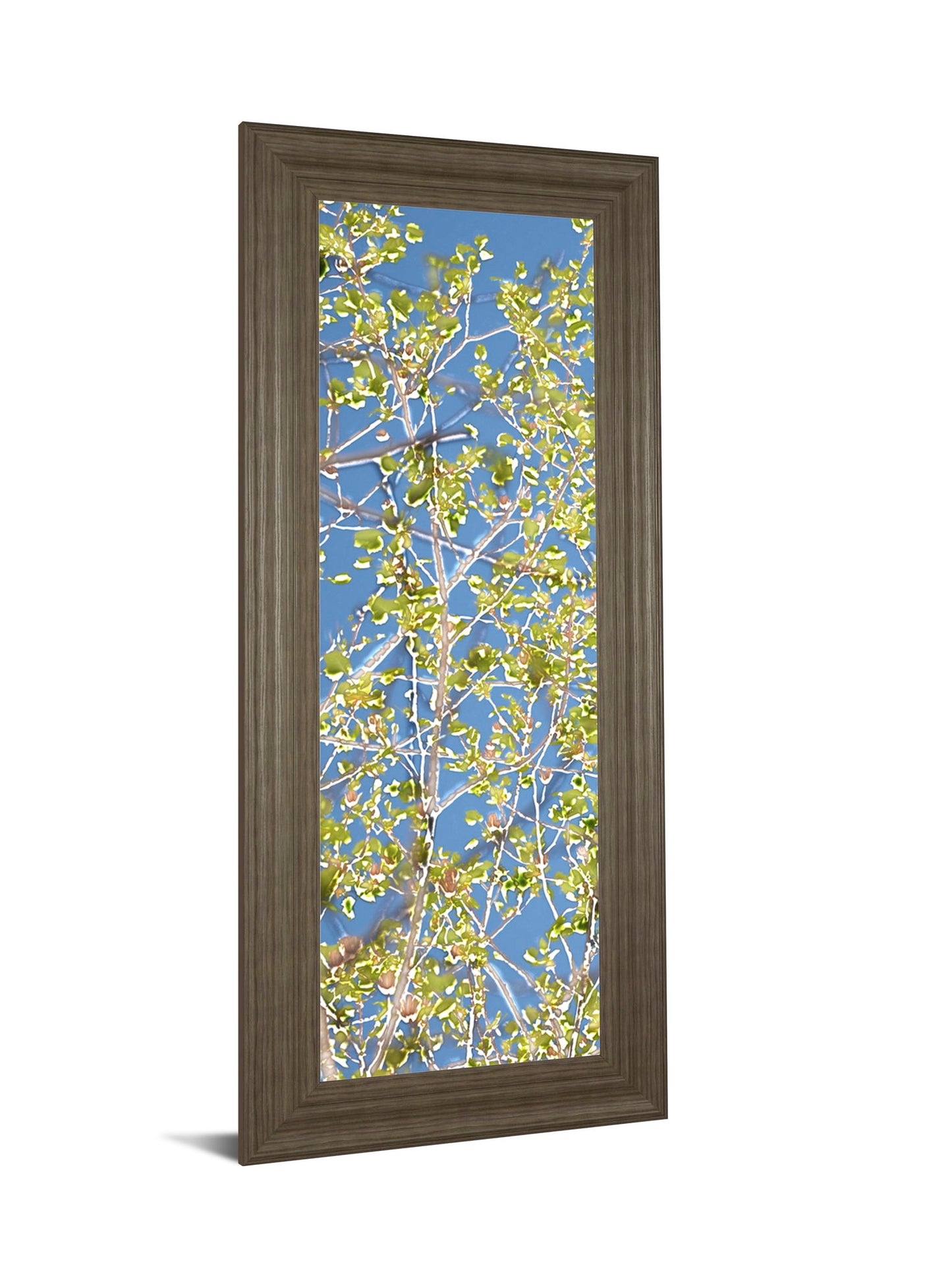 Spring Poplars I By Sharon Chandler - Framed Print Wall Art - Light Blue