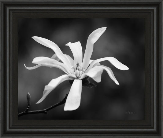 Magnolia Dreams I By Geyman Vitaly - Framed Print Wall Art - Dark Gray