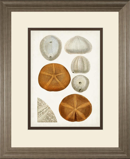 34x40 Coastal Curiosity II By Unknown - Beige